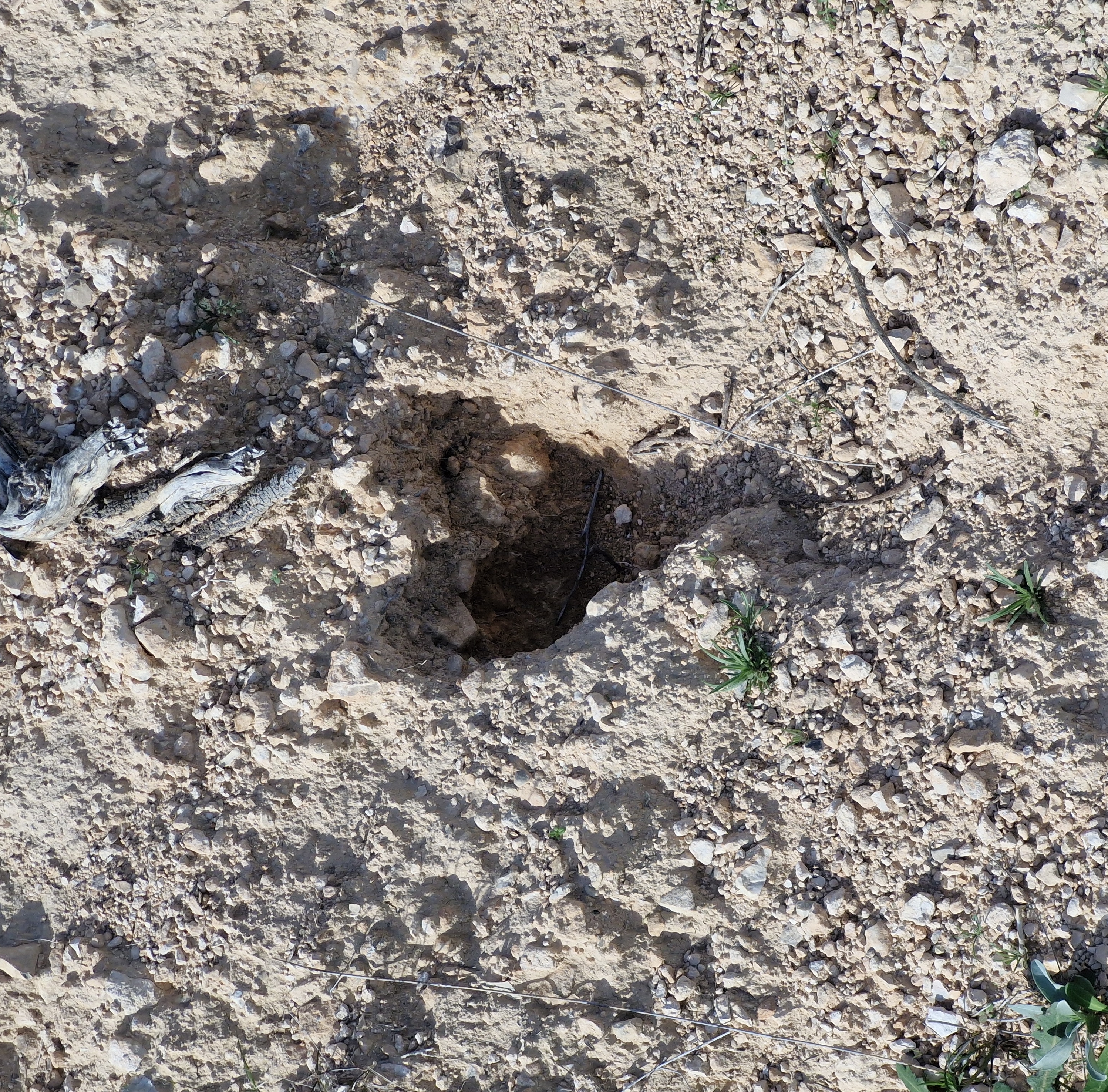 Cœur du Chat 18022016-18022026